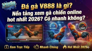 Đá gà V888 là gì? Nền tảng xem gà chiến online hot nhất 2026