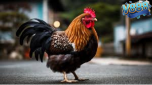 Đánh giá chi tiết sới gà V888 từ góc nhìn người xem lâu năm