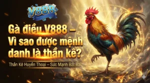 Gà điều V888 – Vì sao được mệnh danh là thần kê?