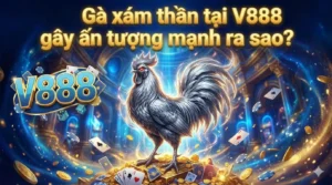 Gà xám thần tại V888 gây ấn tượng mạnh ra sao?