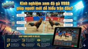 Kinh nghiệm xem đá gà V888 giúp người mới dễ hiểu trận đấu