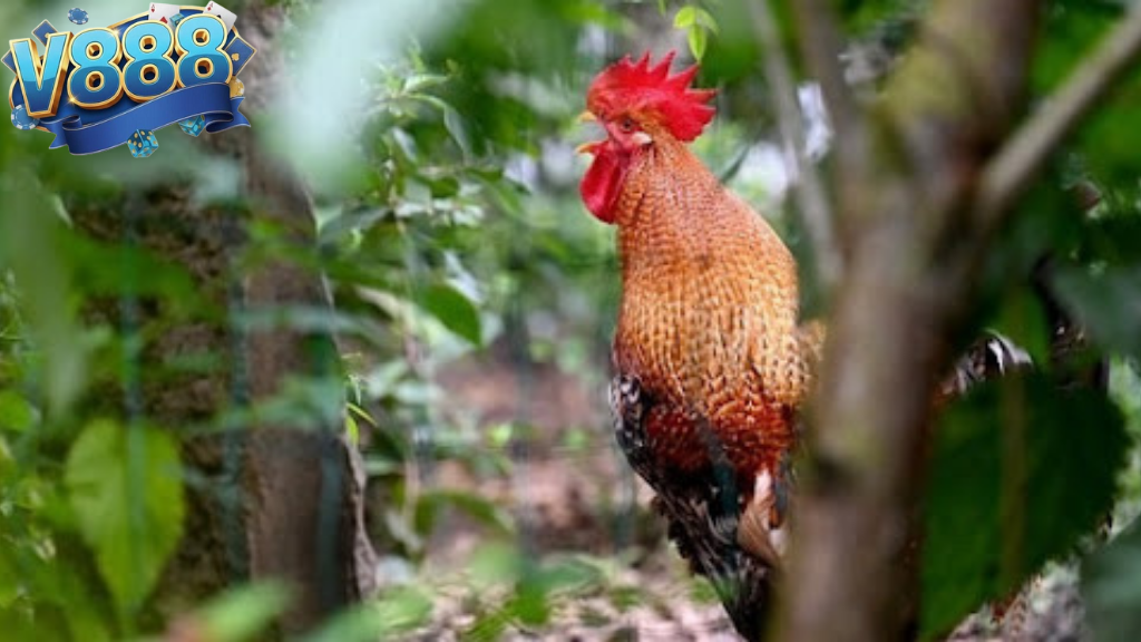 Vì sao V888 được cộng đồng yêu gà chiến Việt tin chọn?