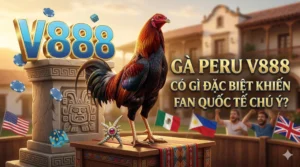 Gà Peru V888 có gì đặc biệt khiến fan quốc tế chú ý?