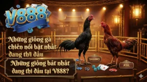 Những giống gà chiến nổi bật nhất đang thi đấu tại V888