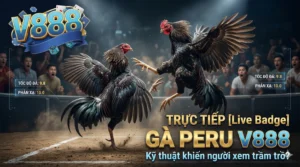 Trực tiếp gà Peru V888 – Kỹ thuật khiến người xem trầm trồ