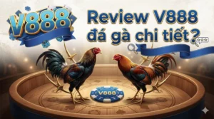 Review V888 đá gà chi tiết