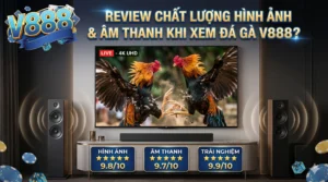 Review chất lượng hình ảnh và âm thanh khi xem đá gà V888